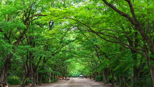 静寂に包まれた糺の森
